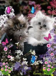 We have an extensive collection of amazing background images carefully chosen by our community. Download 17 Wallpaper Bergerak Untuk Semua Layar Hp Android Andro Pop Com