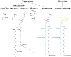 Membrane Lipid Wikipedia