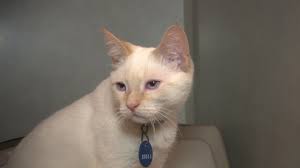 We accept small trial order with. What Happens If Cut A Cat S Whiskers Youtube