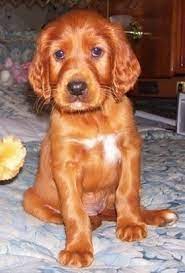 Pin By Kaley On Friends Irish Setter Dogs Irish Setter Irish Setter Puppy