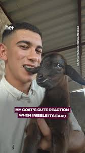 The cutest shock ever 🐐😂