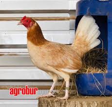 Aug 09, 2021 · gambar ayam ninja paling bagus. Jay Kaliungu Farm Jkf Sukses Kembangkan Ayam Kontes Trah Peru Https Mediaagrobur Com