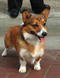 833 pesos con 33 centavos $ 833. Pembroke Welsh Corgis Info Facts Temperament Puppies Pictures