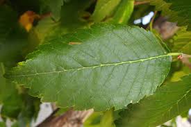 Image result for leaf margin entire