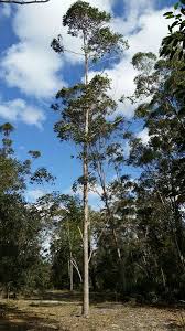 Image result for Eucalyptus robusta