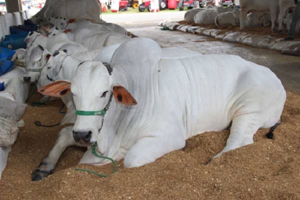 Feira agropecuária reúne criadores, expositores e negócios do campo em Muritiba, gerada com IA
