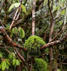 El Kali Auf Instagram I Ve Seen Some Beautiful Moss In These Rhododrendron Branches Today Nature Potd Green Plants Botanischer Garten Garten Seen