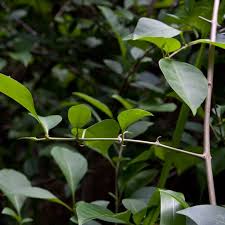 Image result for Pisonia aculeata