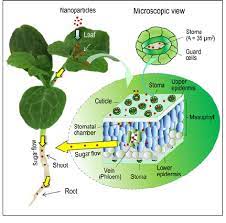 Check spelling or type a new query. Schematic Diagram Of Nanoparticle Transport Inside Watermelon Plants Download Scientific Diagram