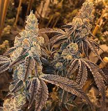 They're dipped in chocolate for a sweet and salty treat. Peanut Butter N Chocolate Exotic Genetix Cannabis Strain Info