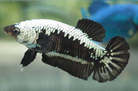 Последние твиты от betta samurai (@bettasamurai). Black Samurai Female Hmpk Betta Fish Betta Samurai