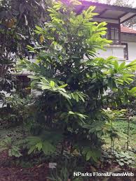 Image result for Huberantha