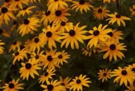 Verkauf an unternehmen und verbraucher. Types Of Perennials For Sale In Bowie Md Patuxent Nursery