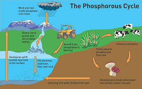 The Role Of Phosphorus In The Garden Help For A Beginning Gardener Organic Gardening Garden Help Organic Gardening Tips