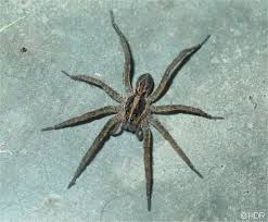 wolf spider bite identification and treatment guide