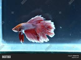 They breathe from their labyrinth organ which enables the fish to breathe from the surface. Half Moon Betta Fish Image Photo Free Trial Bigstock