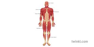 The muscular system is the body's network of tissues that controls movement both of the body and within it (such as the heart's pumping action and the movement of food through the gut). Muscular System Labelled Illustration Twinkl