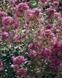 Image result for Centranthus