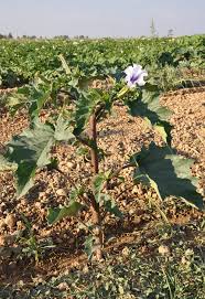 Image result for Datura stramonium