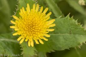 Image result for Sonchus asper