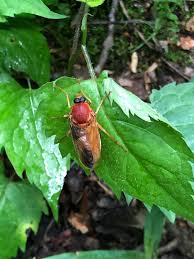 Image result for Rinorea ferruginea