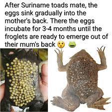 The suriname toad can be found in the north and central of south. Wildaware The Common Suriname Toad Pipa Pipa Is Found In South America And It Is Threatened By Habitat Loss Suriname Toads Are Best Known For Their Reproductive Habits Unlike The Majority