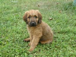 Image result for štýrský brakýř