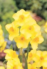 Jonquilla Daffodil Martinette March Scented Gt Garden Bulbs Daffodils Narcissus