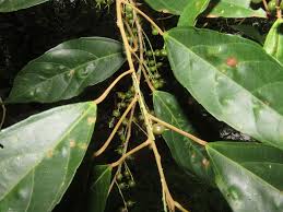 Image result for Alchornea