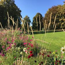 Image result for Cenchrus caudatus