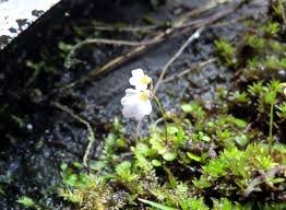 Image result for Utricularia striatula