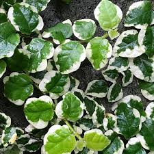 Image result for Pavetta pumila