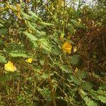 Image result for Aeschynomene elaphroxylon