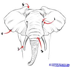 Google Image Result For Http Www Dragoart Com Tuts Pics 9 5935 33303 How To Draw A Realistic Elephant Elephant Drawing Elephant Face Drawing Animal Drawings