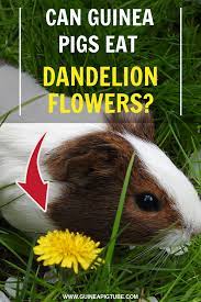 Pin On Guinea Pig Food And Diet