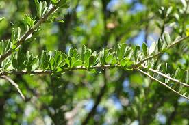 Image result for Boscia filipes