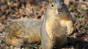 Squirrels are only slightly larger than mice so i am sure they can survive a fall of 5 metres easily enough. Dr Dirt How To Stop Squirrels From Eating The Bark Off Trees