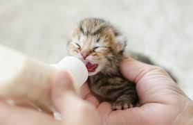 This kitten is 2 days old. How To Bottle Feed Kittens