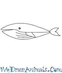 How to draw a blue whale for kids? How To Draw A Simple Blue Whale For Kids
