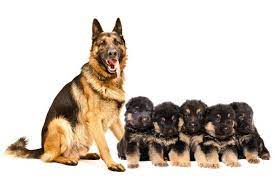 If registering your puppy is important, or if you intend to enter it the size, build and coloring of the breeding pair is a good indication of how future puppies will look. How Much Is A German Shepherd Cost Guide With Calculator Petbudget