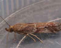 Image result for Delplanqueia inscriptella