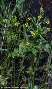 Image result for Ranunculus multifidus