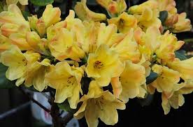 Orange Yellow Rhododendrons Nancy Evans Flowers Are Openly Funnel Shaped With Wavy Lobes Light Yellow Coloring With Some Rhododendron Orange Yellow Orange