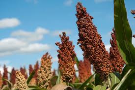 Image result for Sorghum