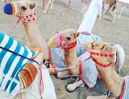 Somali Camel Traders Pay The Price Of War In Yemen | Features | Al Jazeera