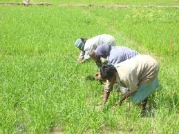 (9) don't regularly mow the outer few feet of your lawn. Weed Management Physical Method
