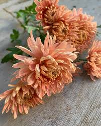 Pat Lehman' chrysanthemum I've grown this cultivar for several years and  each year, I double my stock because I just can't get enough. I even added  some more from @wildryefarm who I