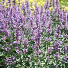 Lavender is an aromatic perennial evergreen shrub. Purple Haze Agastache Plants For Sale Hummingbird Mint Free Shipping