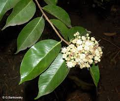 Image result for Maranthes