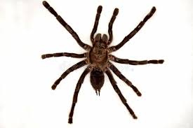 Tarantula Spider Isolated On White Spon Spider Tarantula White Isolated Ad Tarantula Dog Store Spider